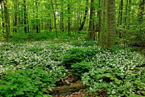 Trillium Woods VI